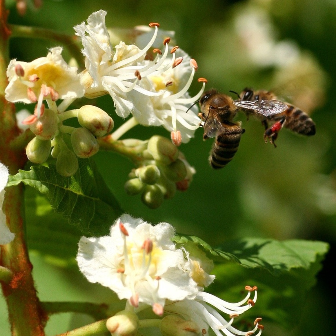imagen flor del castaño