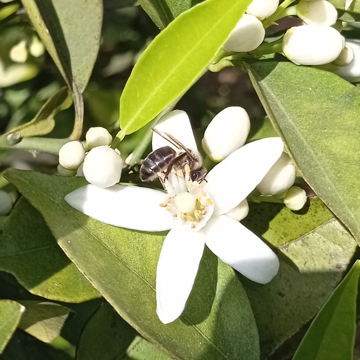  imagen flor azahar