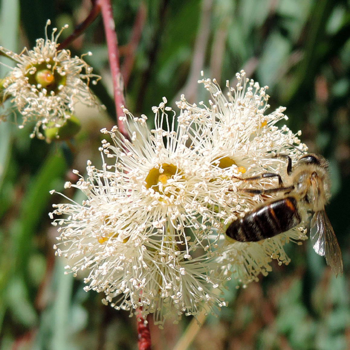imagen flor eucalipto