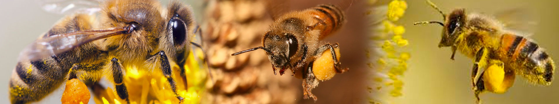 Foto abejas foto panoramica abejas