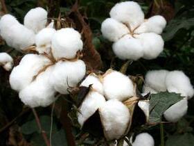 imagen flor algodon