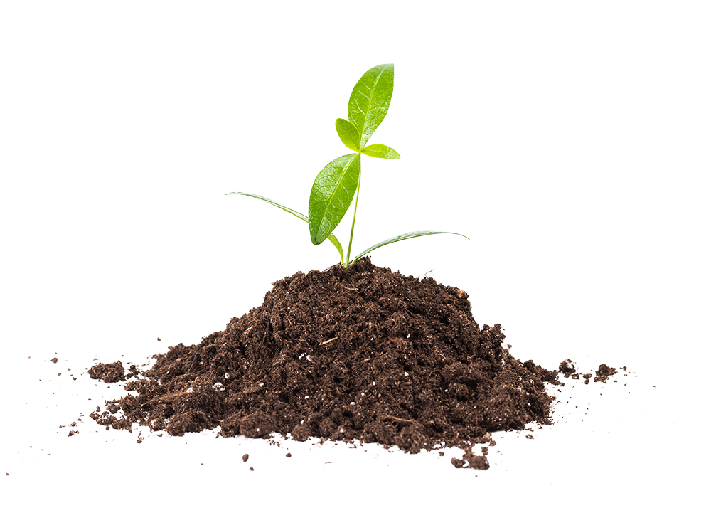 Foto planta germinando