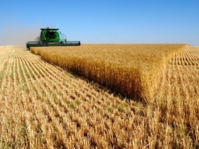imagen campo de cereal