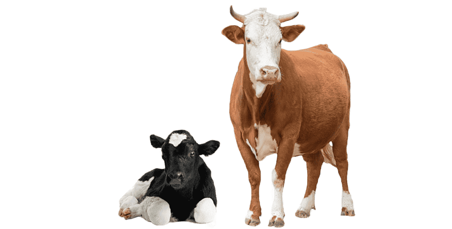 Foto vacas