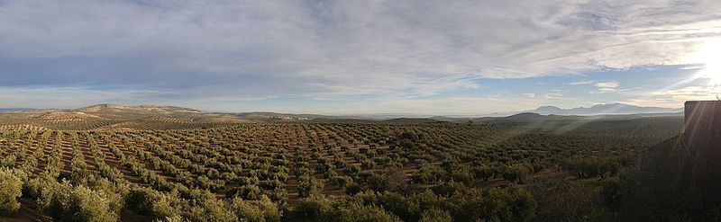 foto panoramica olivar